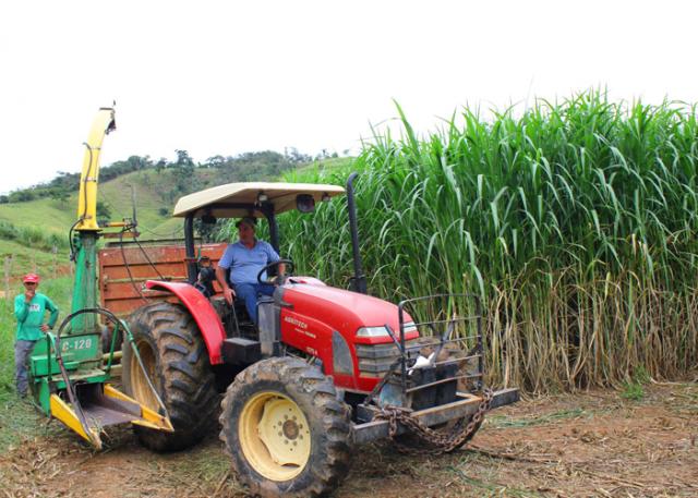 Ir para  <p><big>Cerca de 50 toneladas de mat&eacute;ria seca por hectare/ano, m&eacute;dia de 30% a mais do que as cultivares dispon&iacute;veis. Essa &eacute; a produ&ccedil;&atilde;o da BRS Capia&ccedil;u, nova...